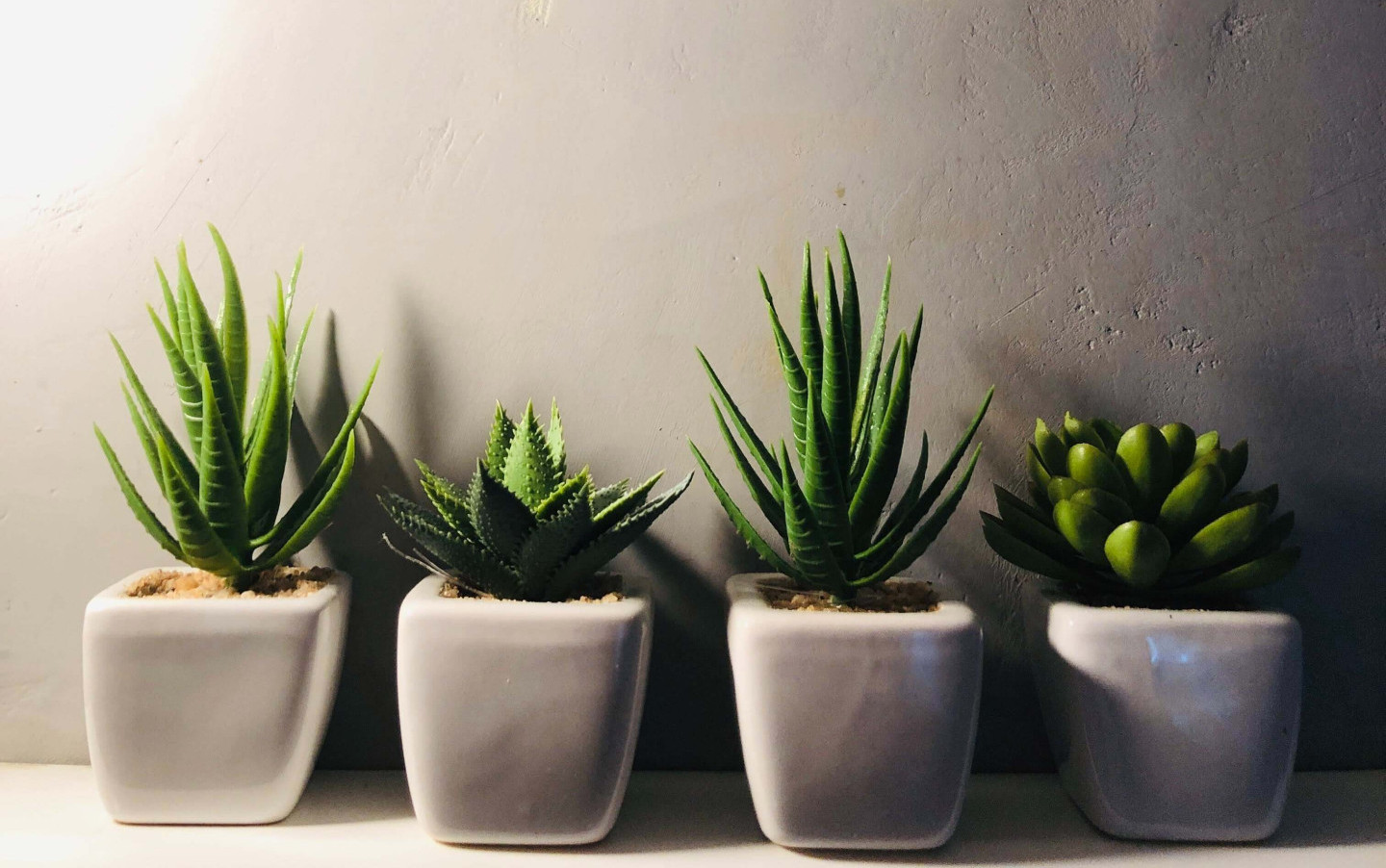 5 plantas poderosas para colocar no quarto e dormir melhor (Imagens: Unsplash)