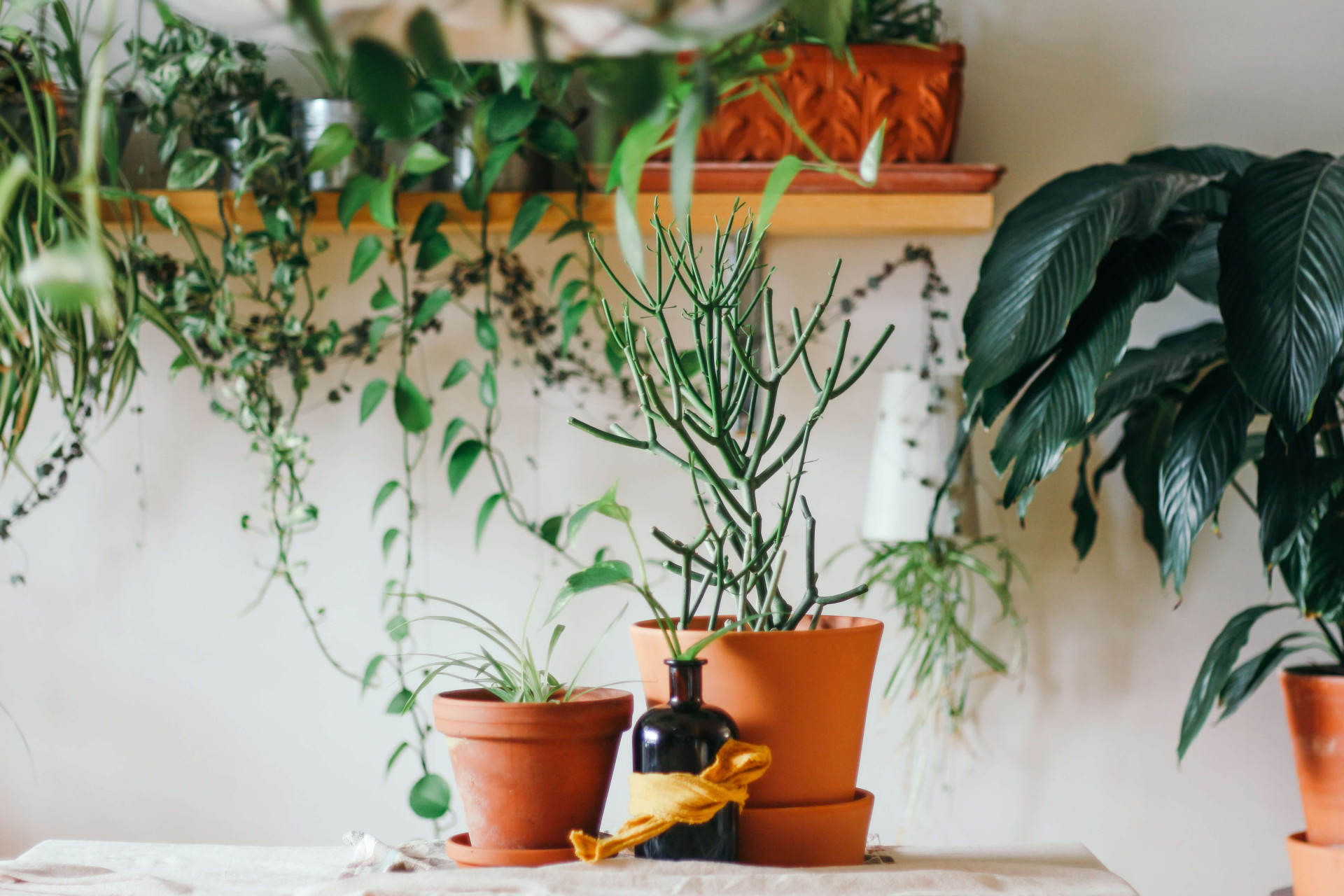 Terapia verde: 6 plantas para melhorar a qualidade de vida