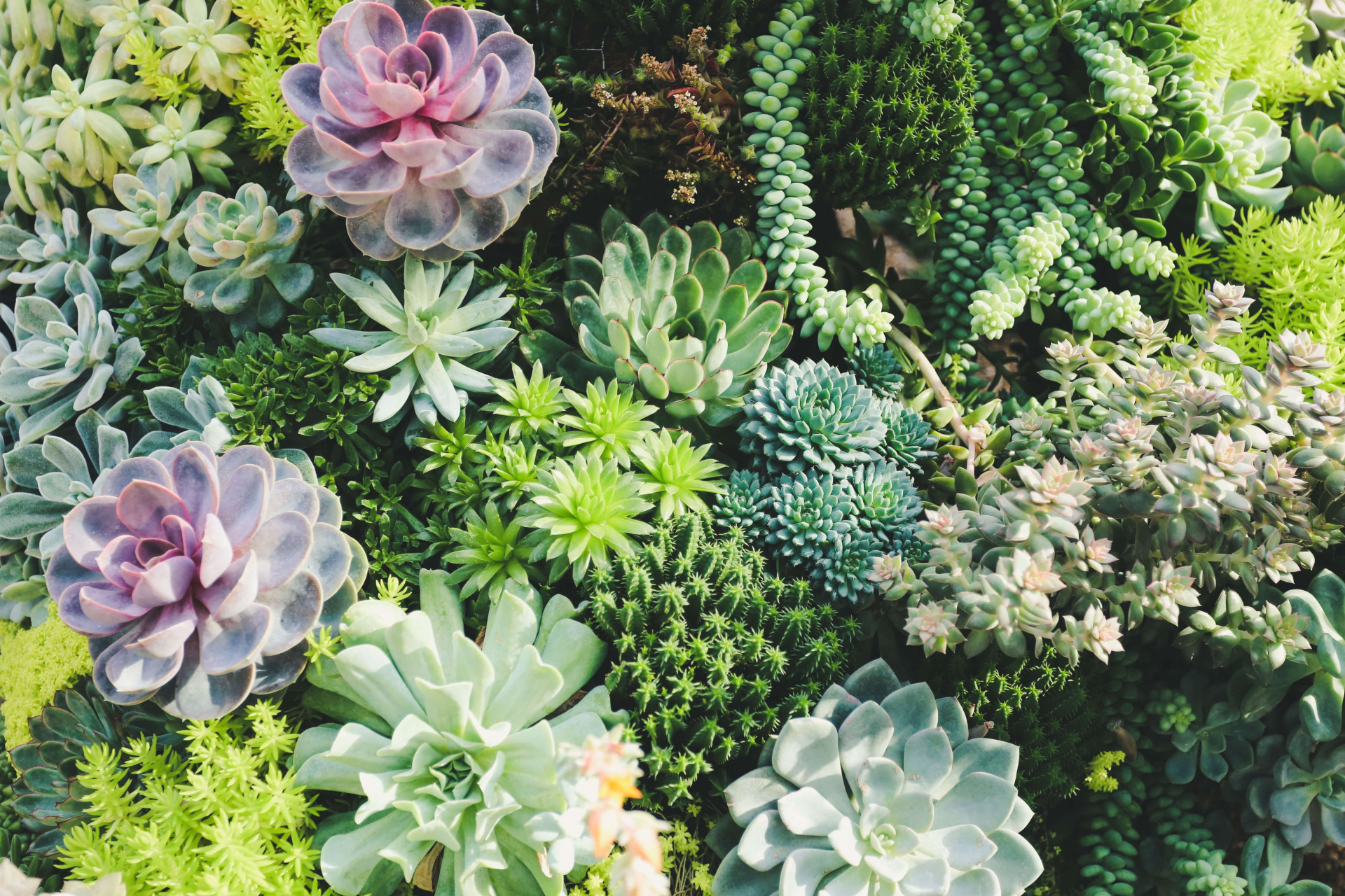 Terapia verde: 6 plantas para melhorar a qualidade de vida (Imagens: Unsplash)