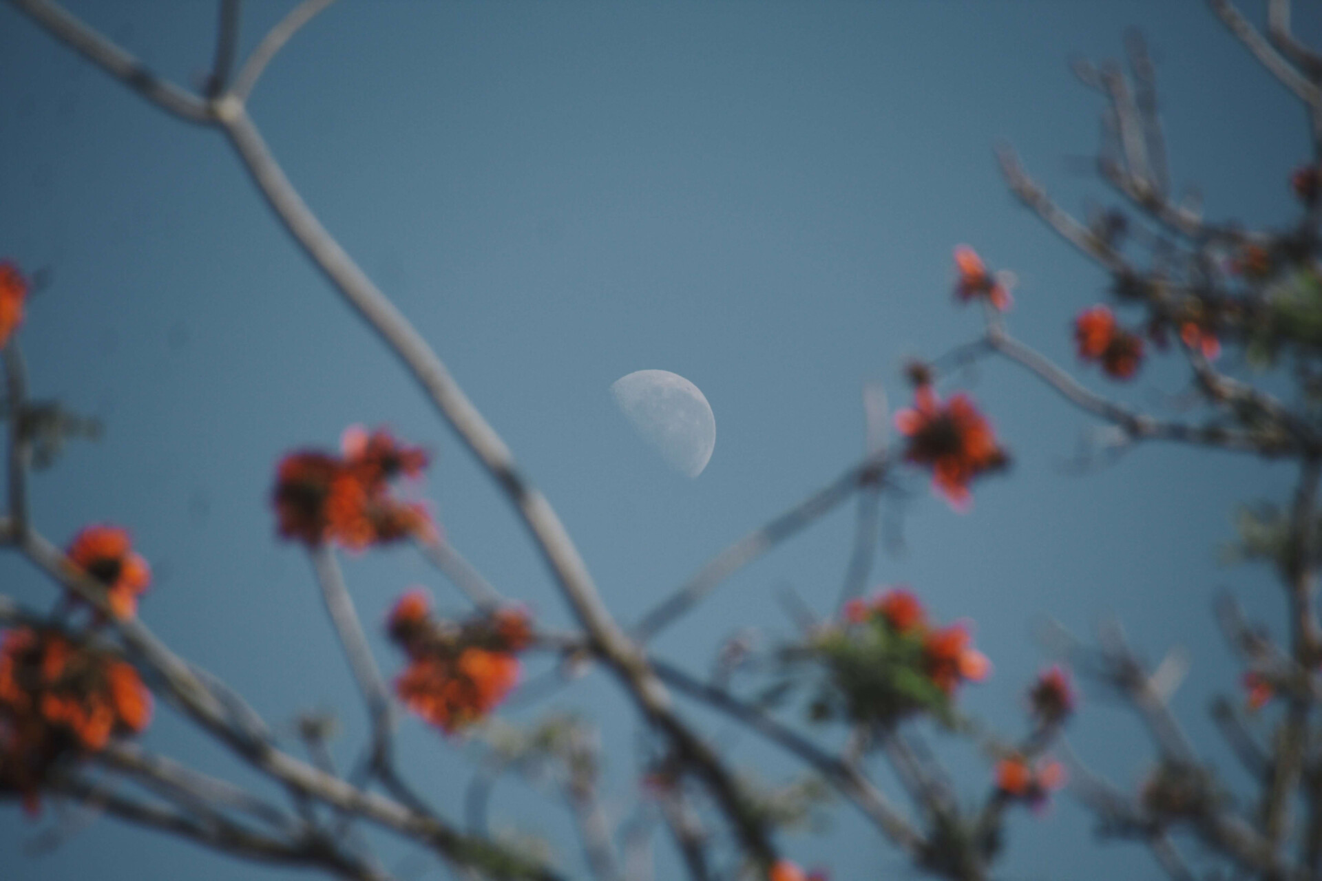 poemas-lindos-sobre-a-lua