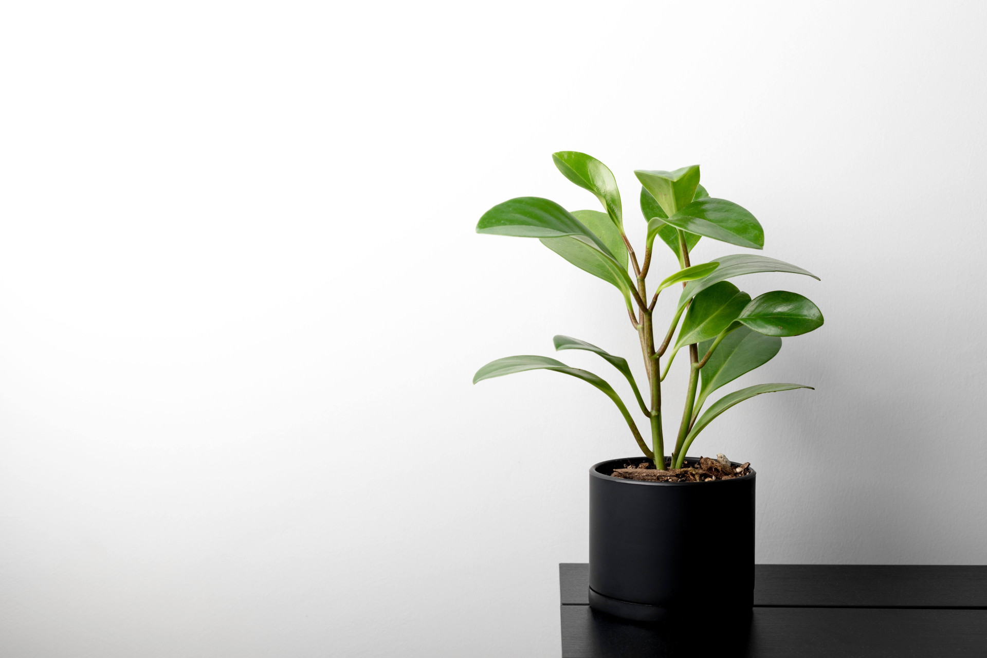 12 plantas energéticas para atrair boas vibrações para sua casa (Imagens: Unsplash)