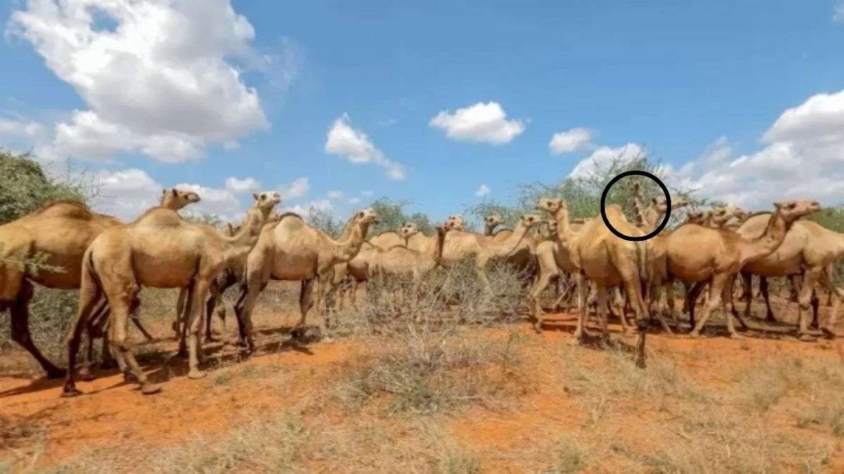 Descubra a girafa escondida no meio dos camelos nesse enigma