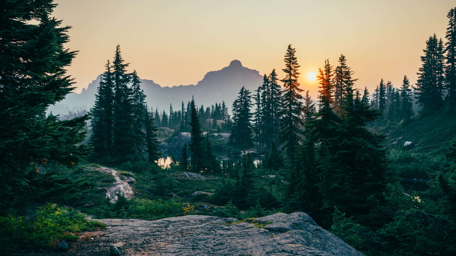 Significado de sonhar com floresta: será um sinal de mudanças na vida? (Imagens: Unsplash)