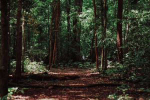 Significado de sonhar com floresta: será um sinal de mudanças na vida?