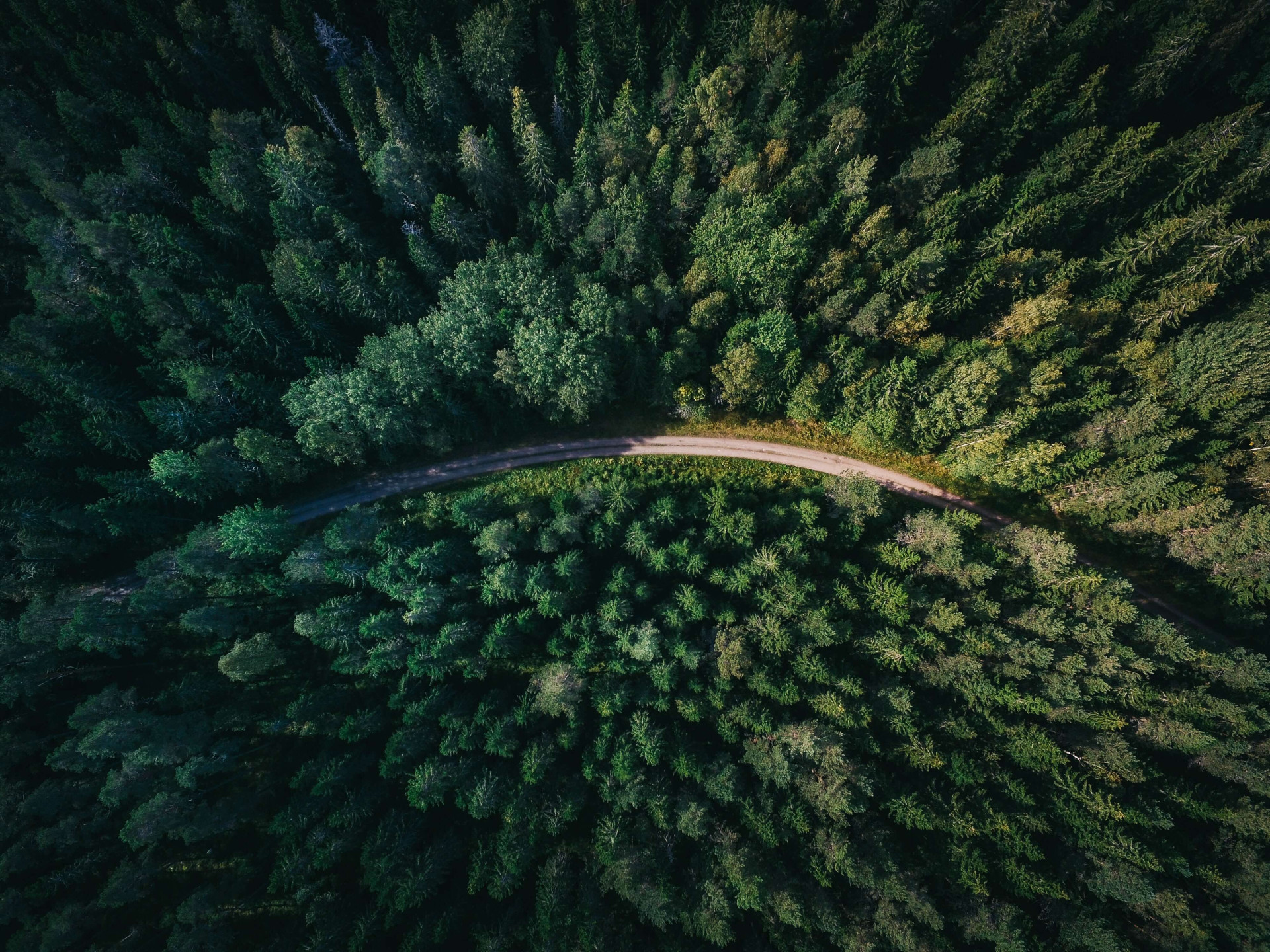 Significado de sonhar com floresta: será um sinal de mudanças na vida? (Imagens: Unsplash)