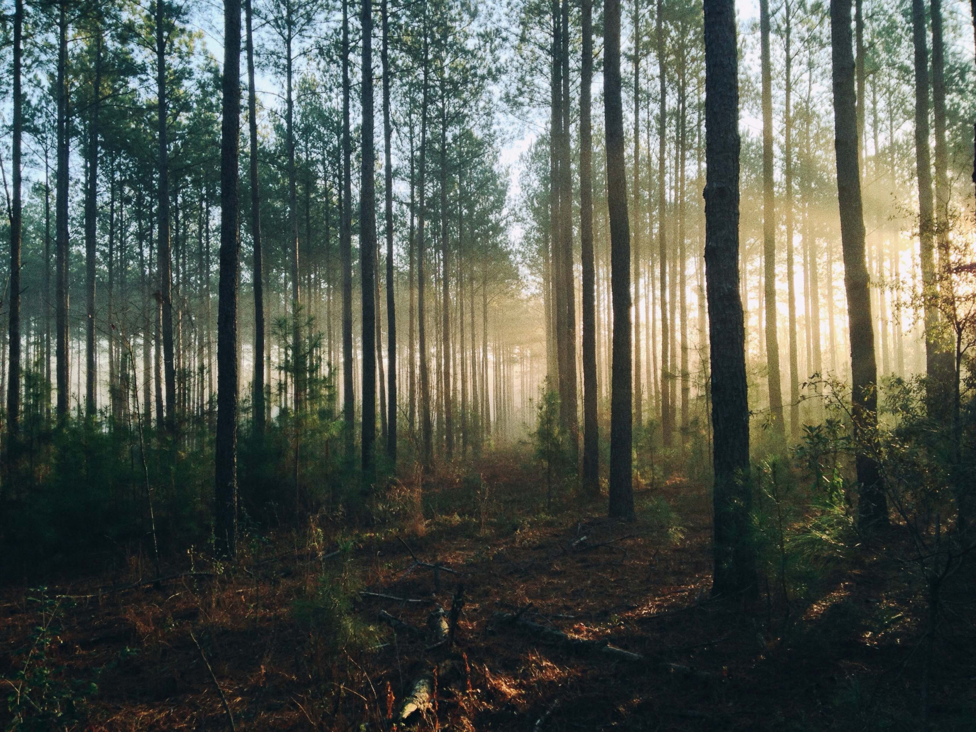 Significado de sonhar com floresta: será um sinal de mudanças na vida? (Imagens: Unsplash)