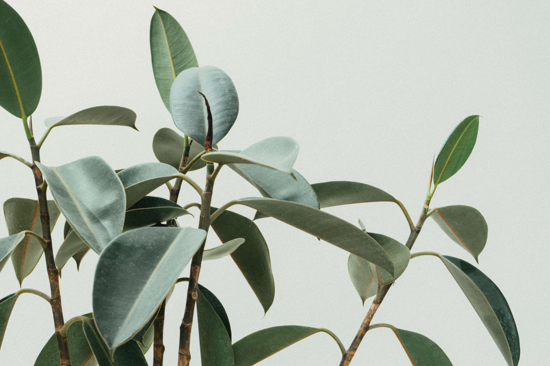 Terapia verde: 6 plantas para melhorar a qualidade de vida (Imagens: Unsplash)