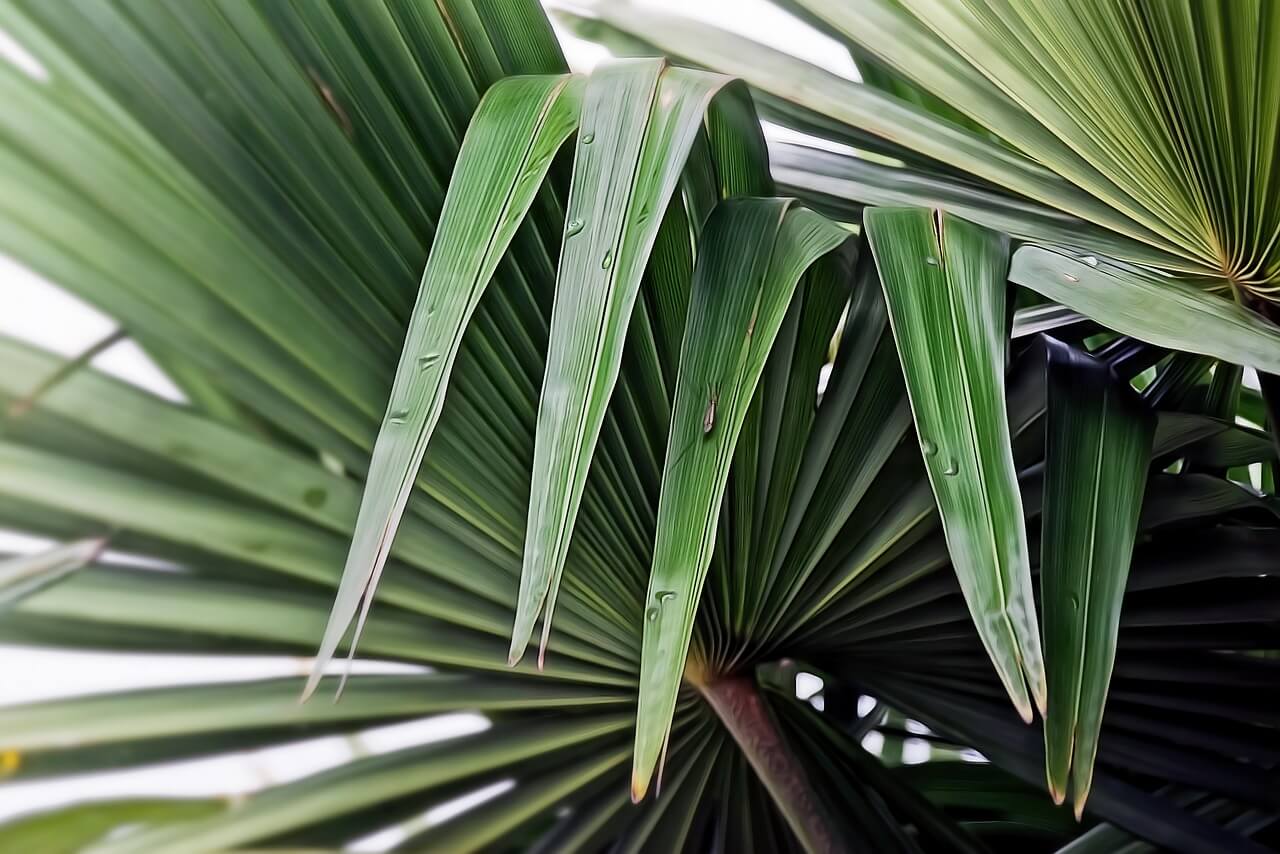 Plantas perigosas para crianças e animais.