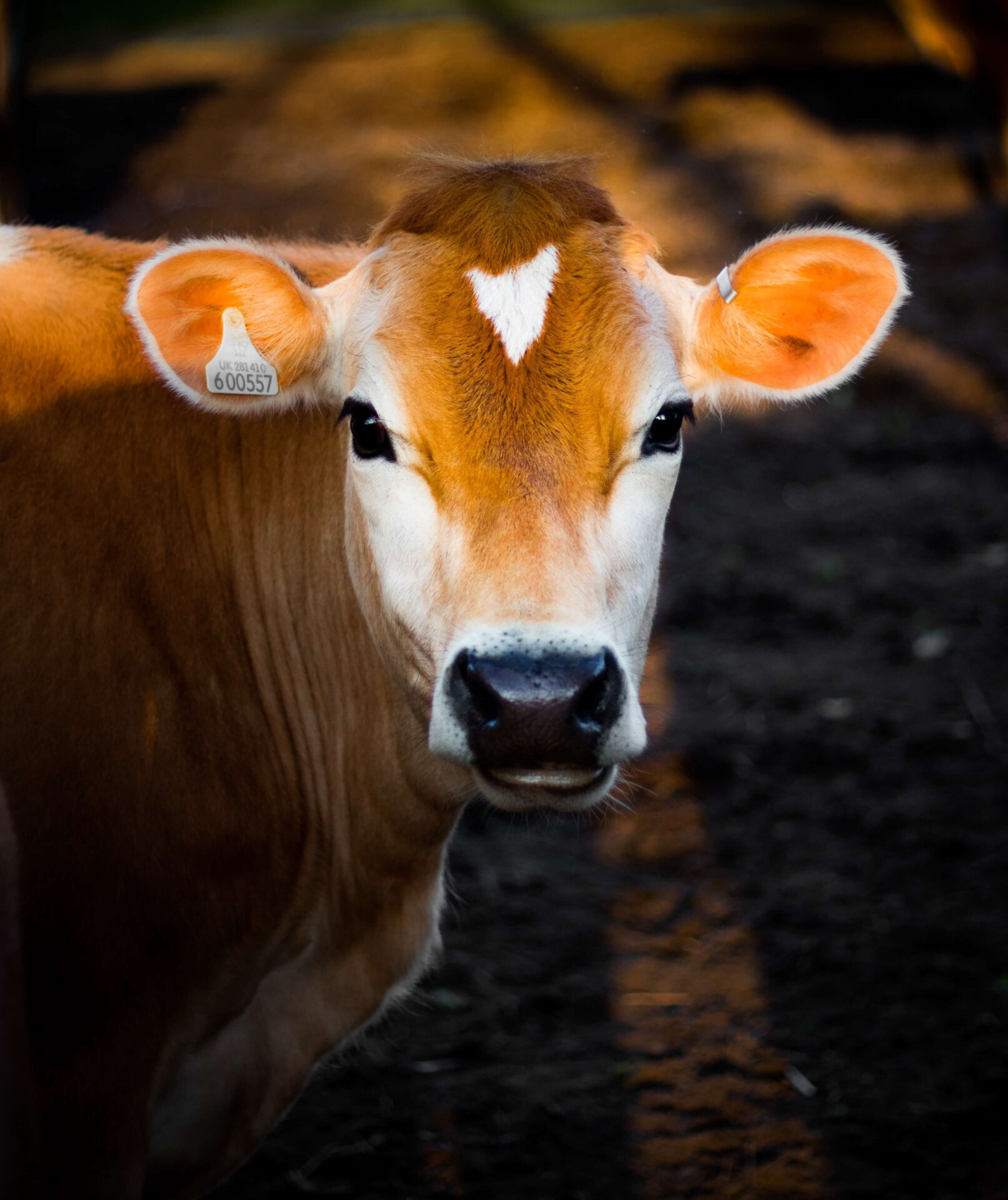 Desvendando os enigmas dos sonhos: imagens que explicam sonhar com vacas.