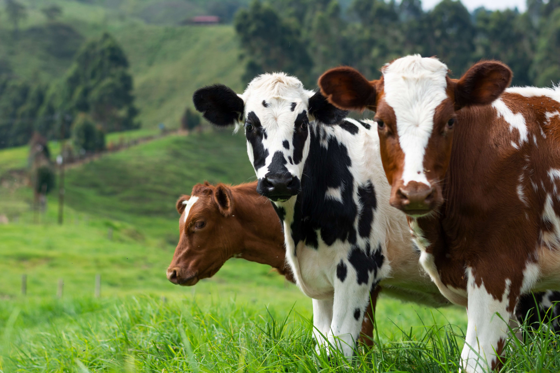 Sonhar com vacas significado e símbolos completo