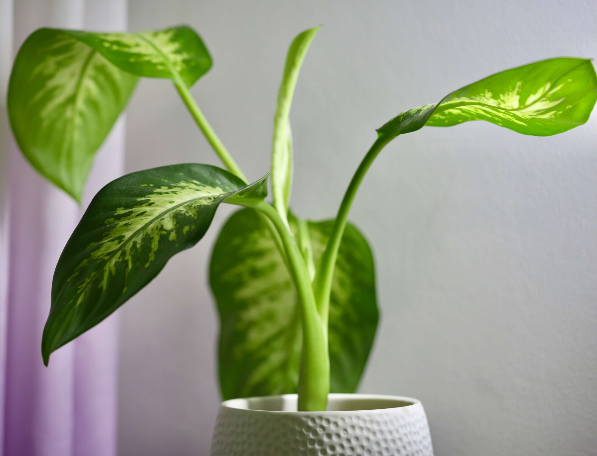 Segurança em casa: escolha plantas não tóxicas