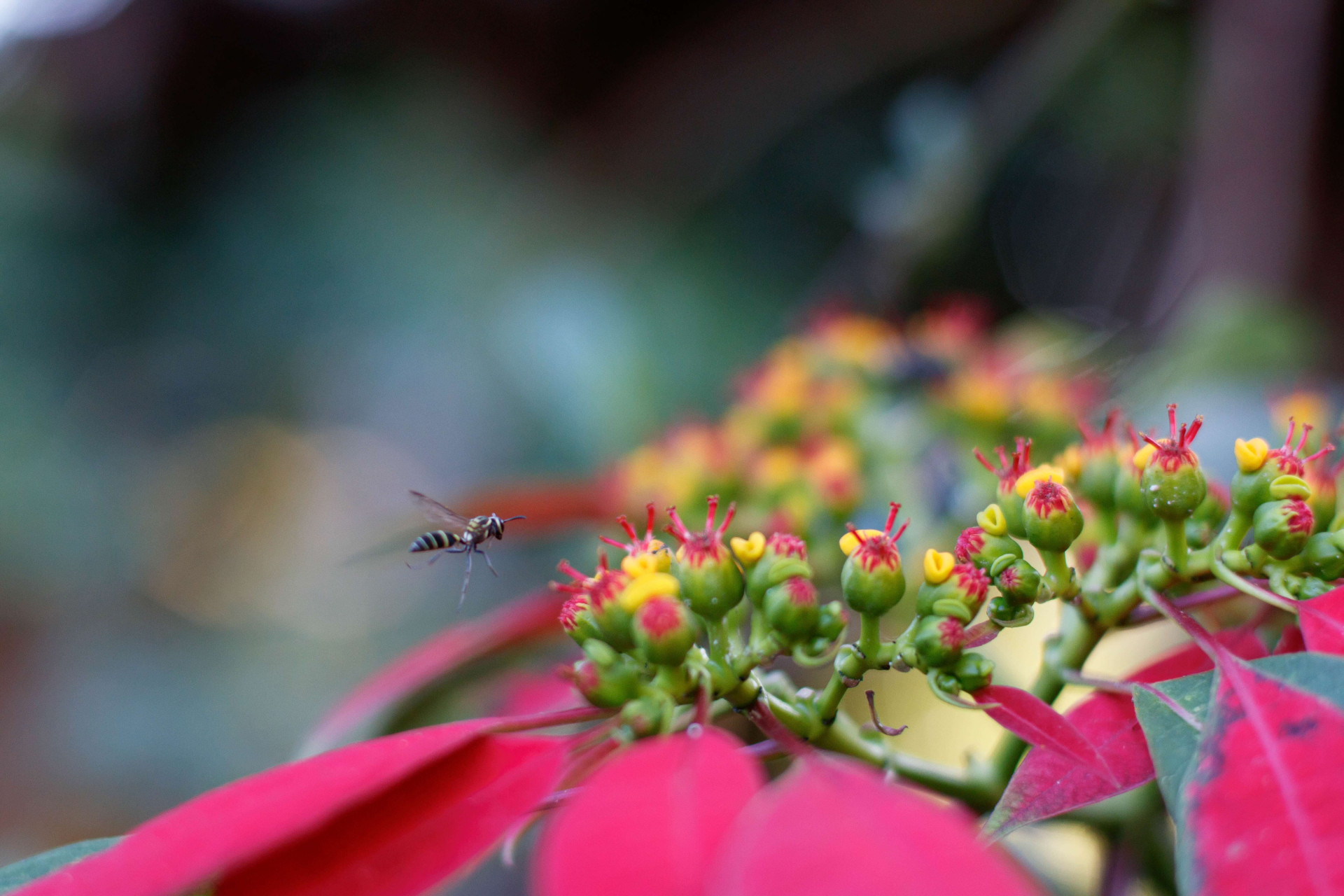 Saúde em casa: evite plantas tóxicas.