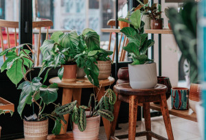 6 plantas para NUNCA ter em casa: cuidado com elas