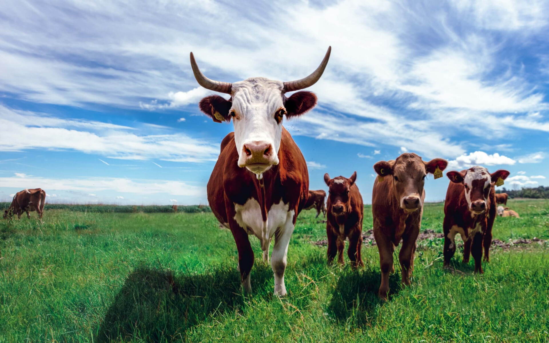 A jornada onírica: entenda o significado de sonhar com vacas por meio de imagens.