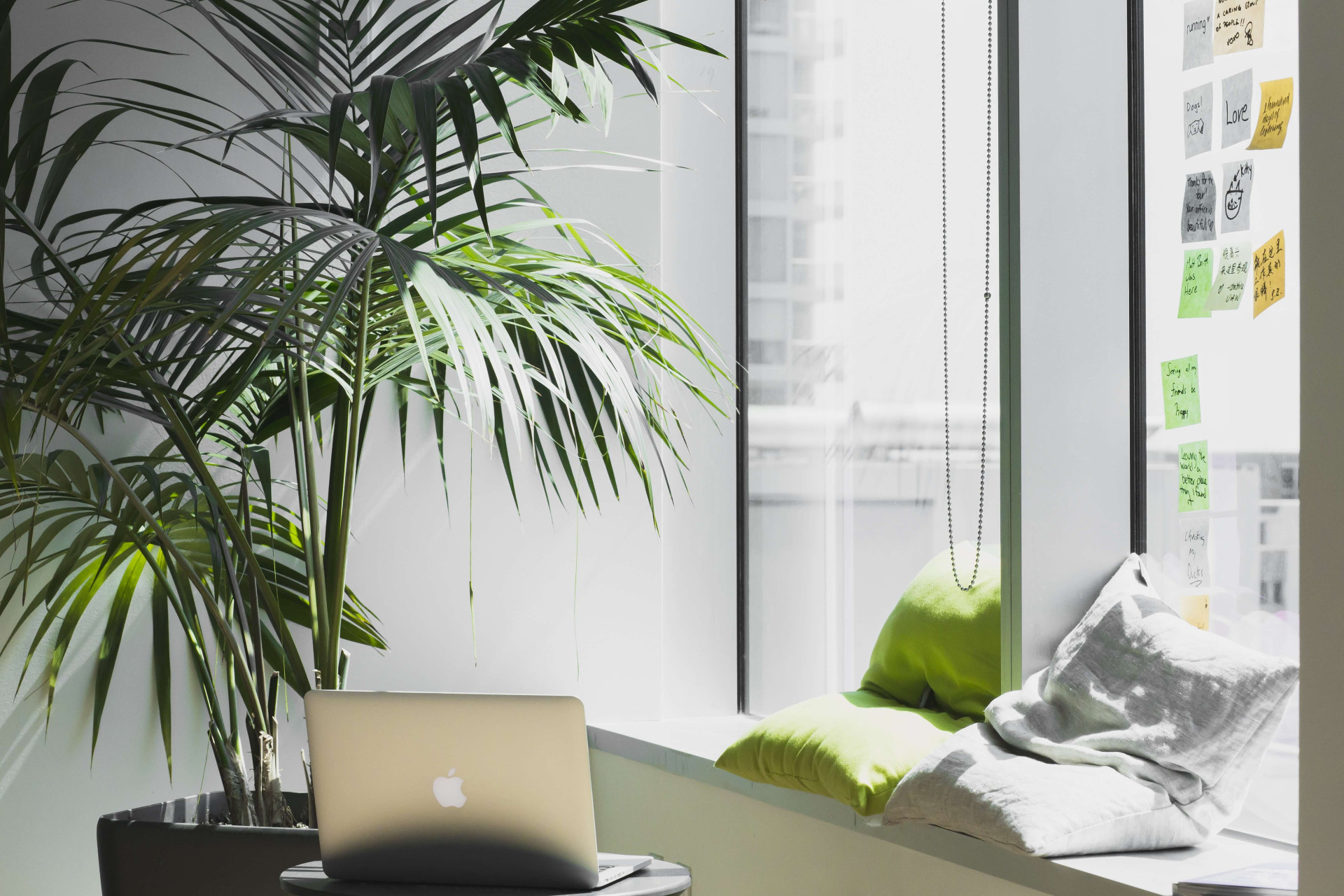 Plantas para ter na mesa do escritório 