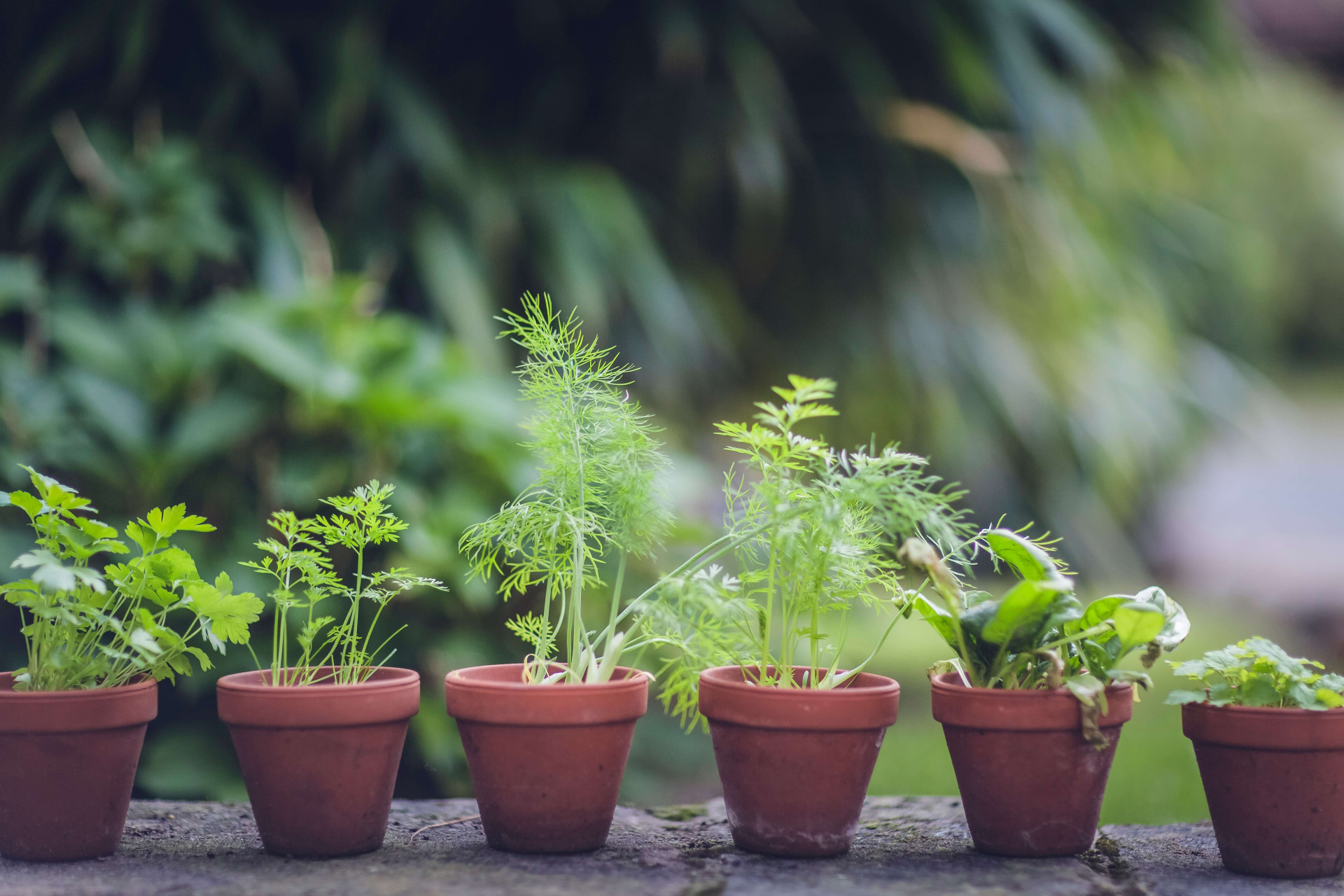 Cultivar o pé de arruda é cultivar boas vibrações e afastar energias negativas.