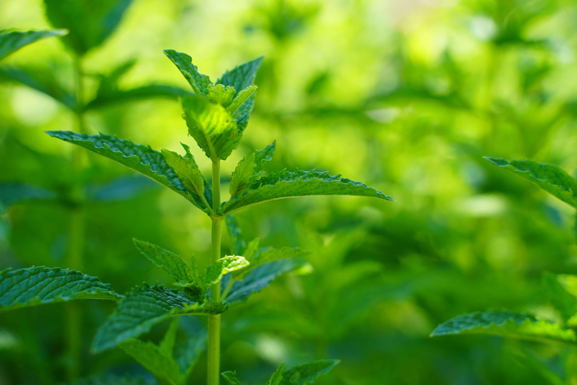 Existem plantas que morrem dentro de casa