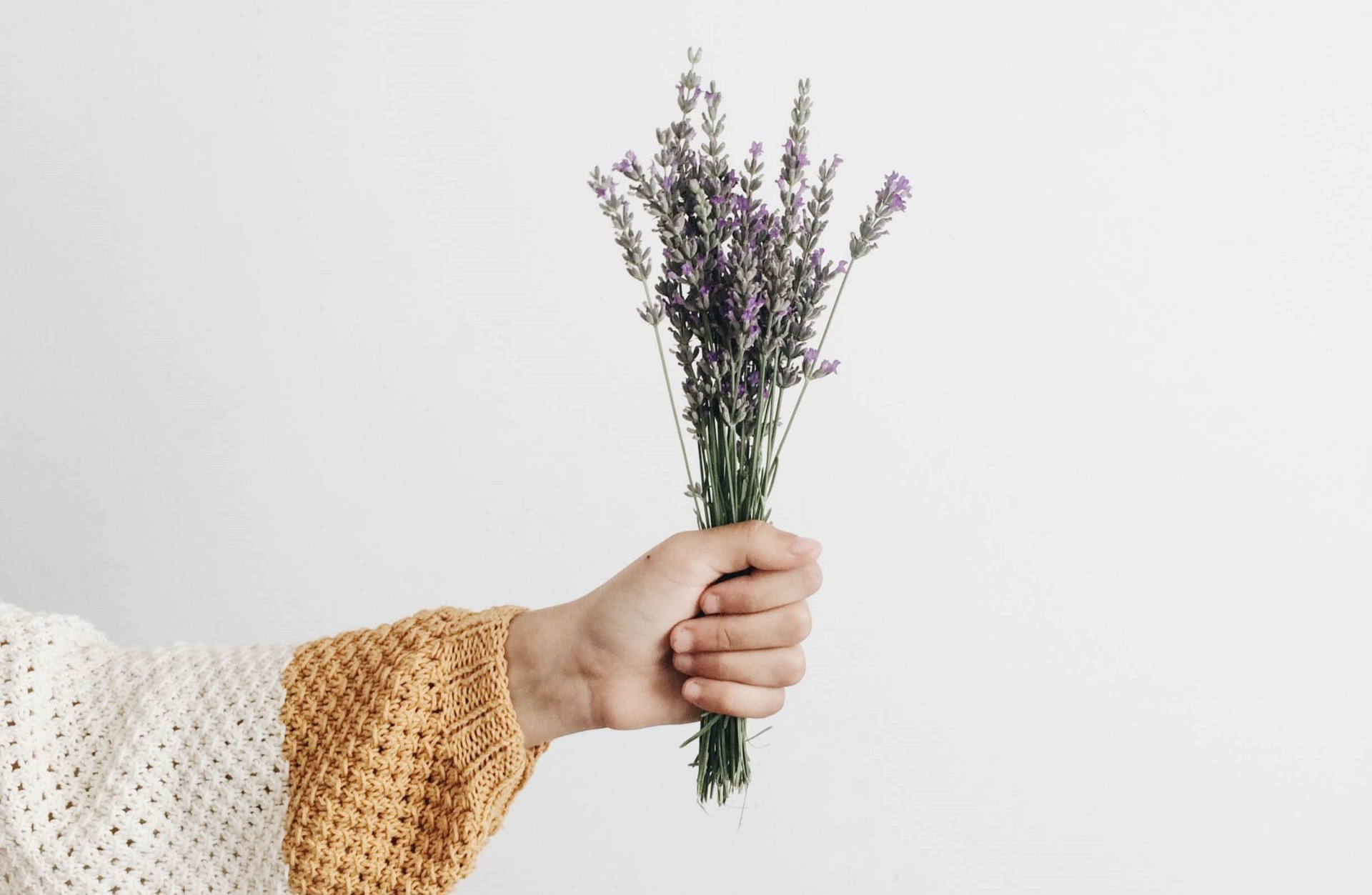 Lavanda, usada para atrair boas vibrações e tranquilidade.