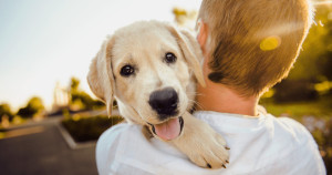 Frases do cão para comemorar o dia do cachorro