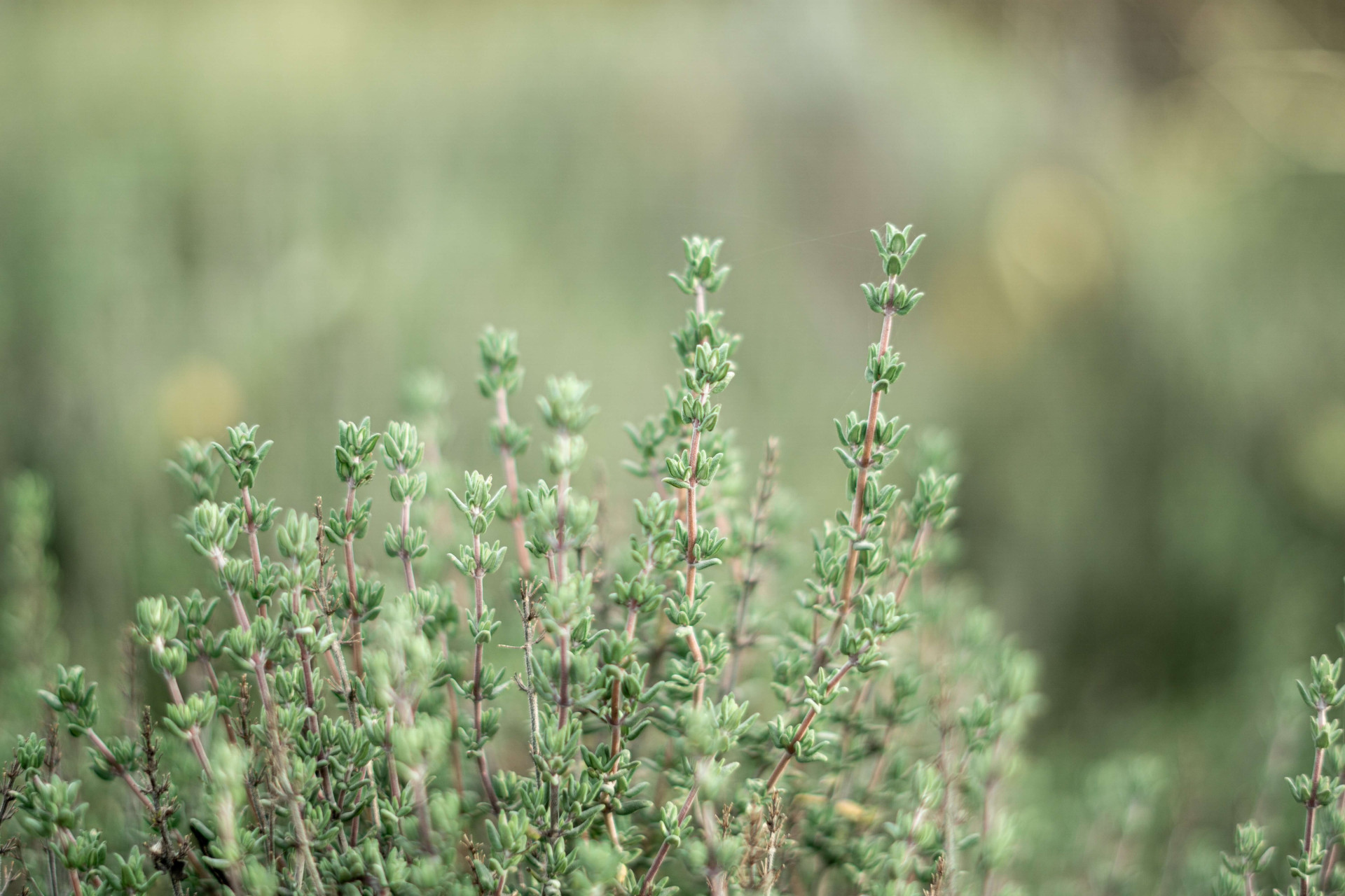 Plantas e bem-estar: transforme sua cozinha com a natureza.