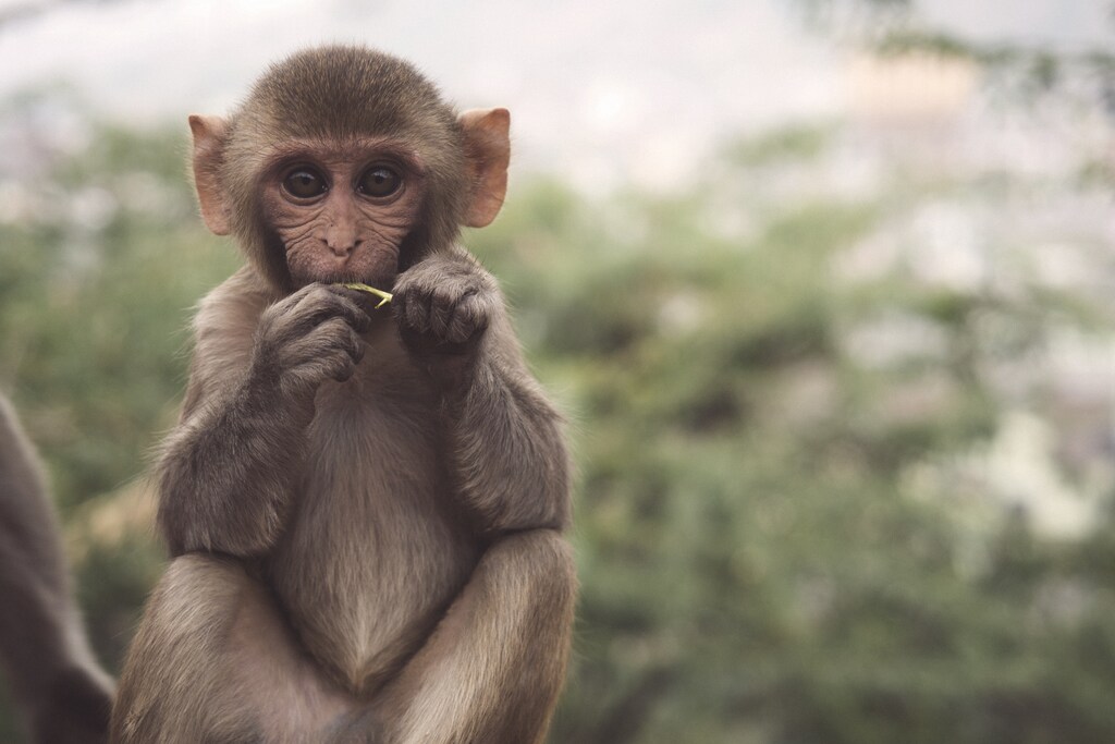 Macacos interagindo em um grupo, refletindo a necessidade de socialização.