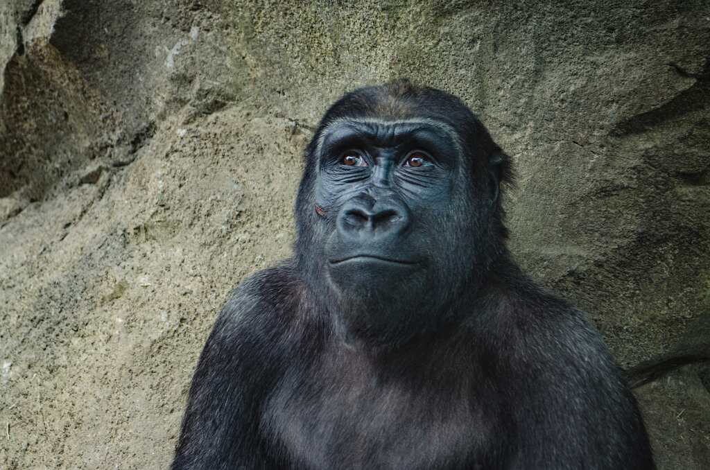 Um macaco brincalhão, simbolizando a alegria nos sonhos.