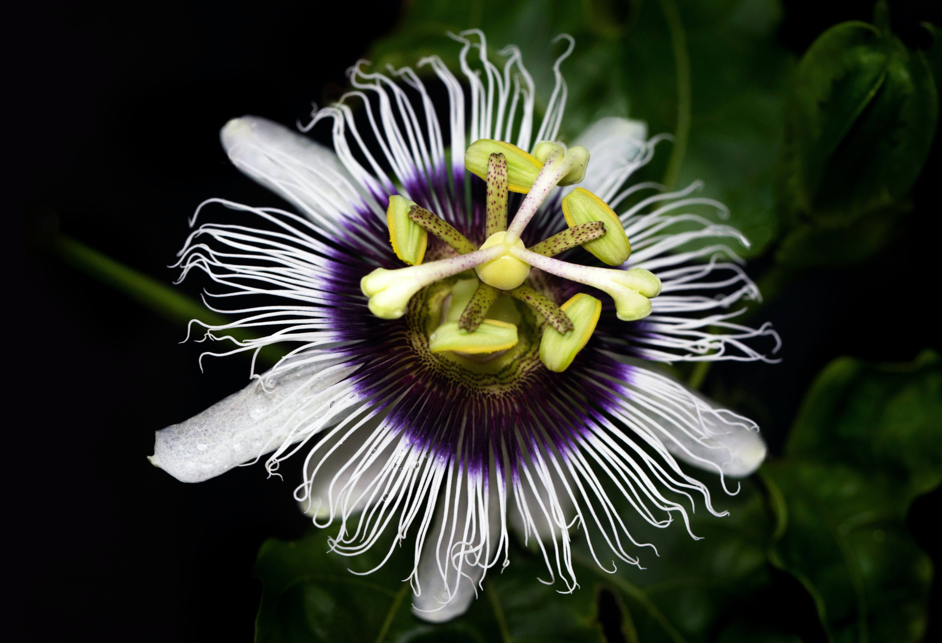 Maracujá: Uma planta que inspira serenidade.