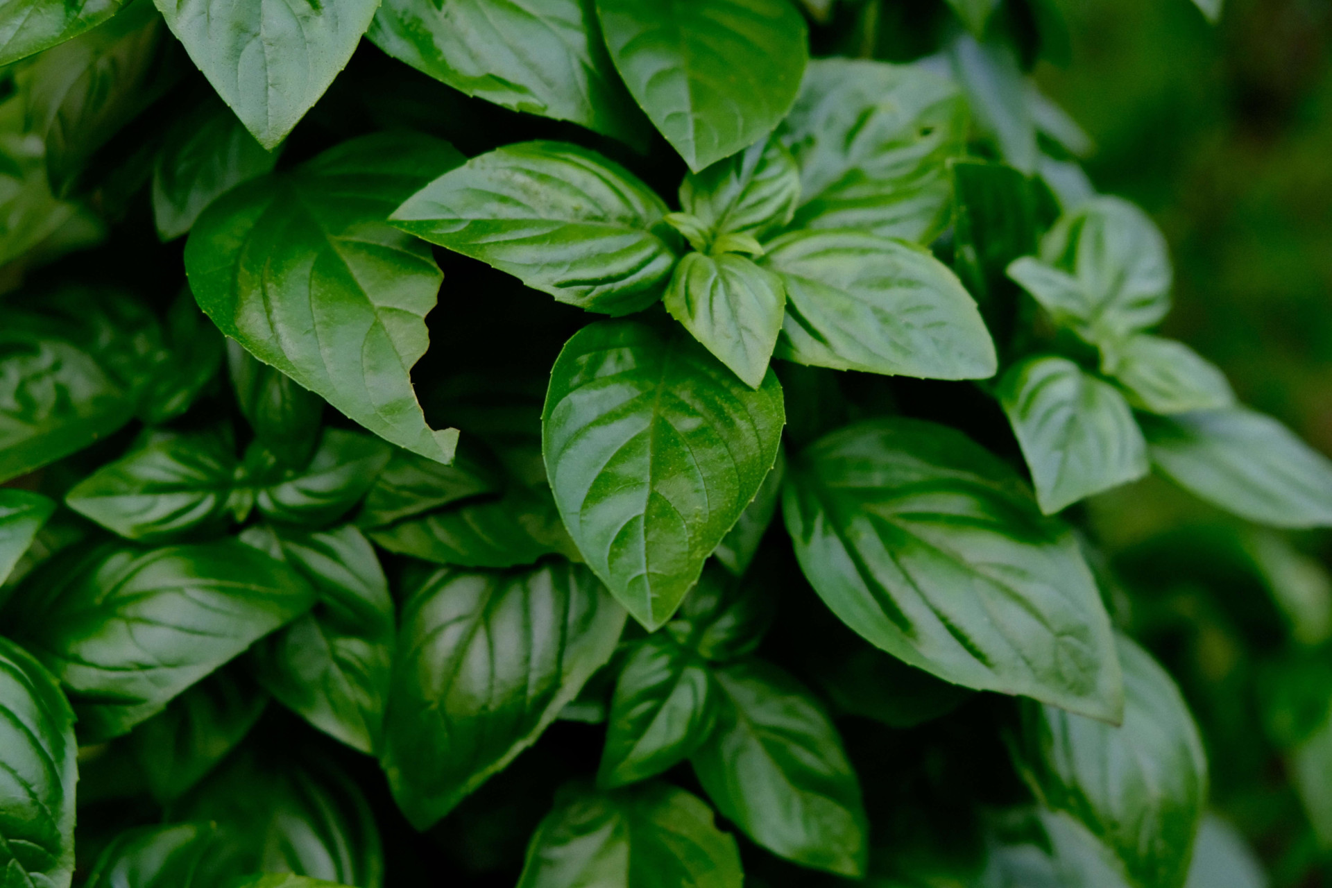 Cozinha equilibrada: plantas que atraem boas vibrações.