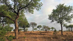 Visão CAMPEÃ: só 1% dos internautas verão o leopardo