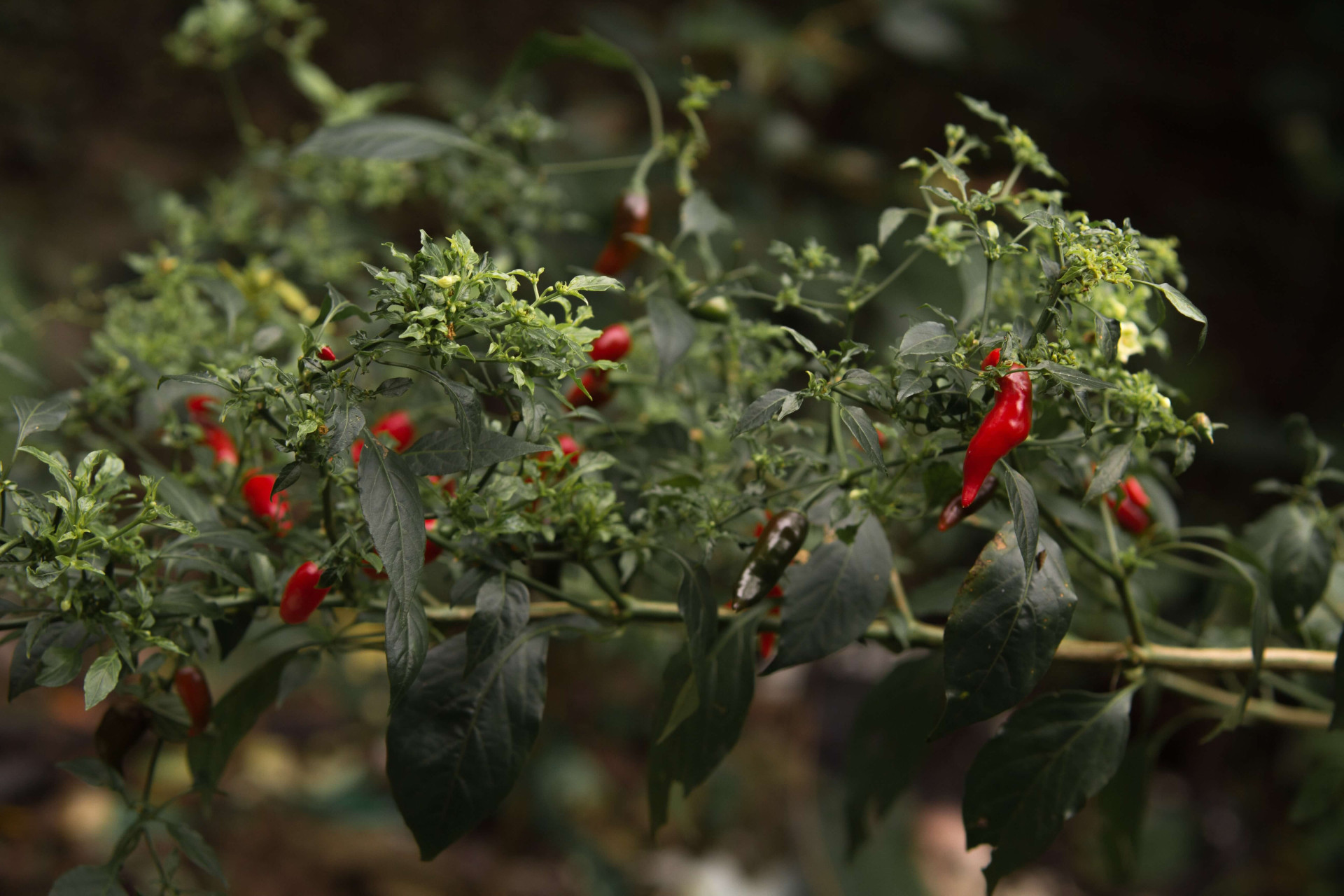 Bem-estar em casa: o poder das plantas na sua cozinha.