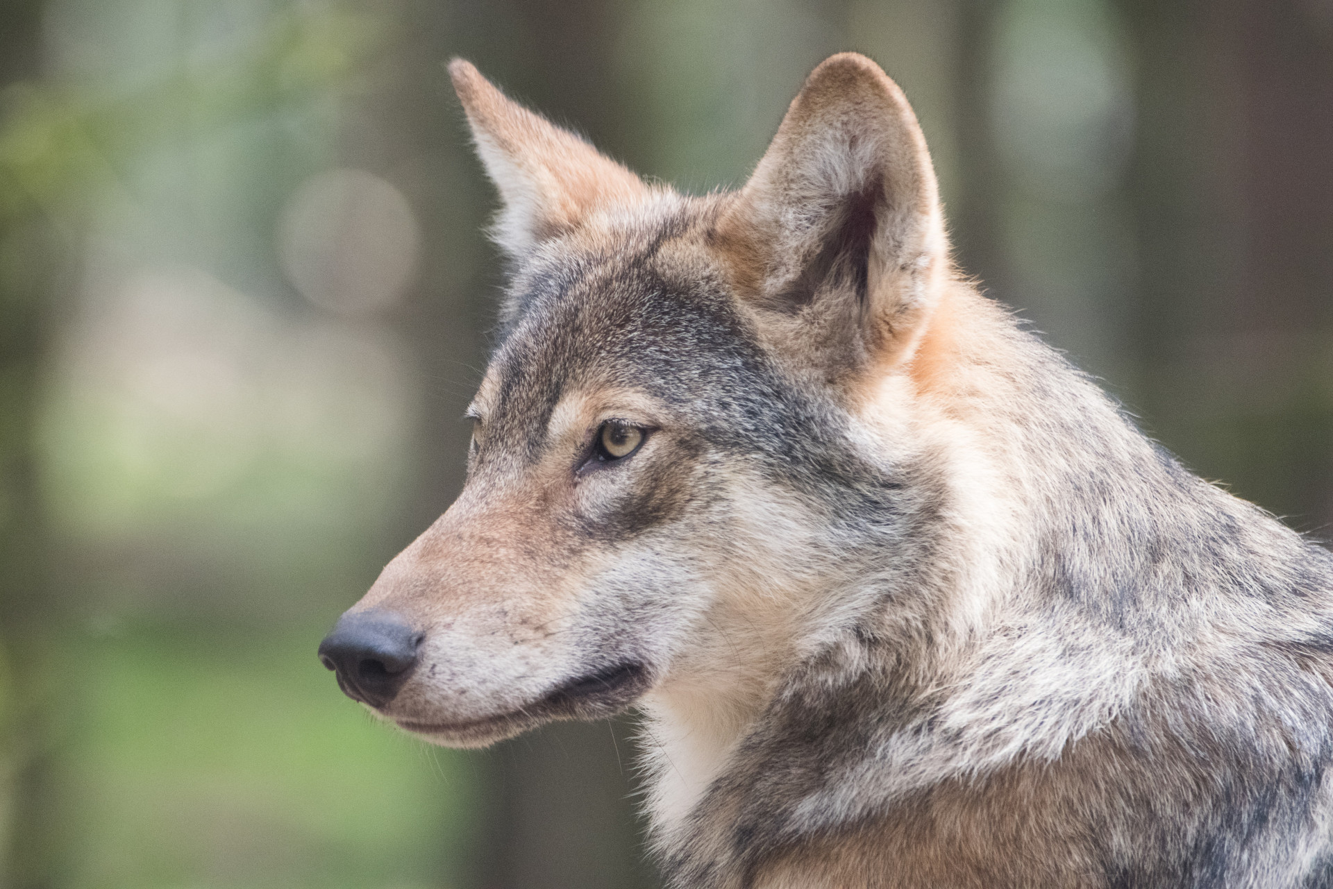 O significado espiritual do lobo