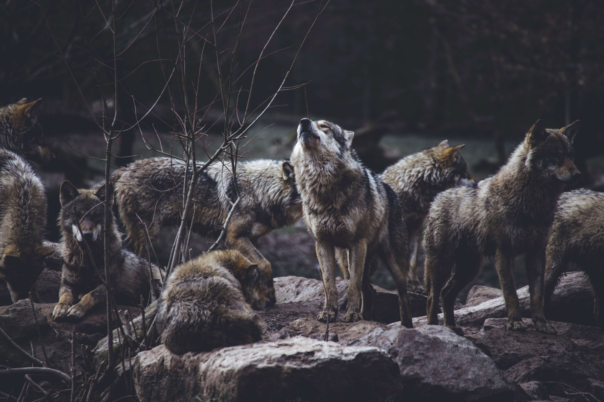 Significado espiritual do lobo: muito além de força e poder