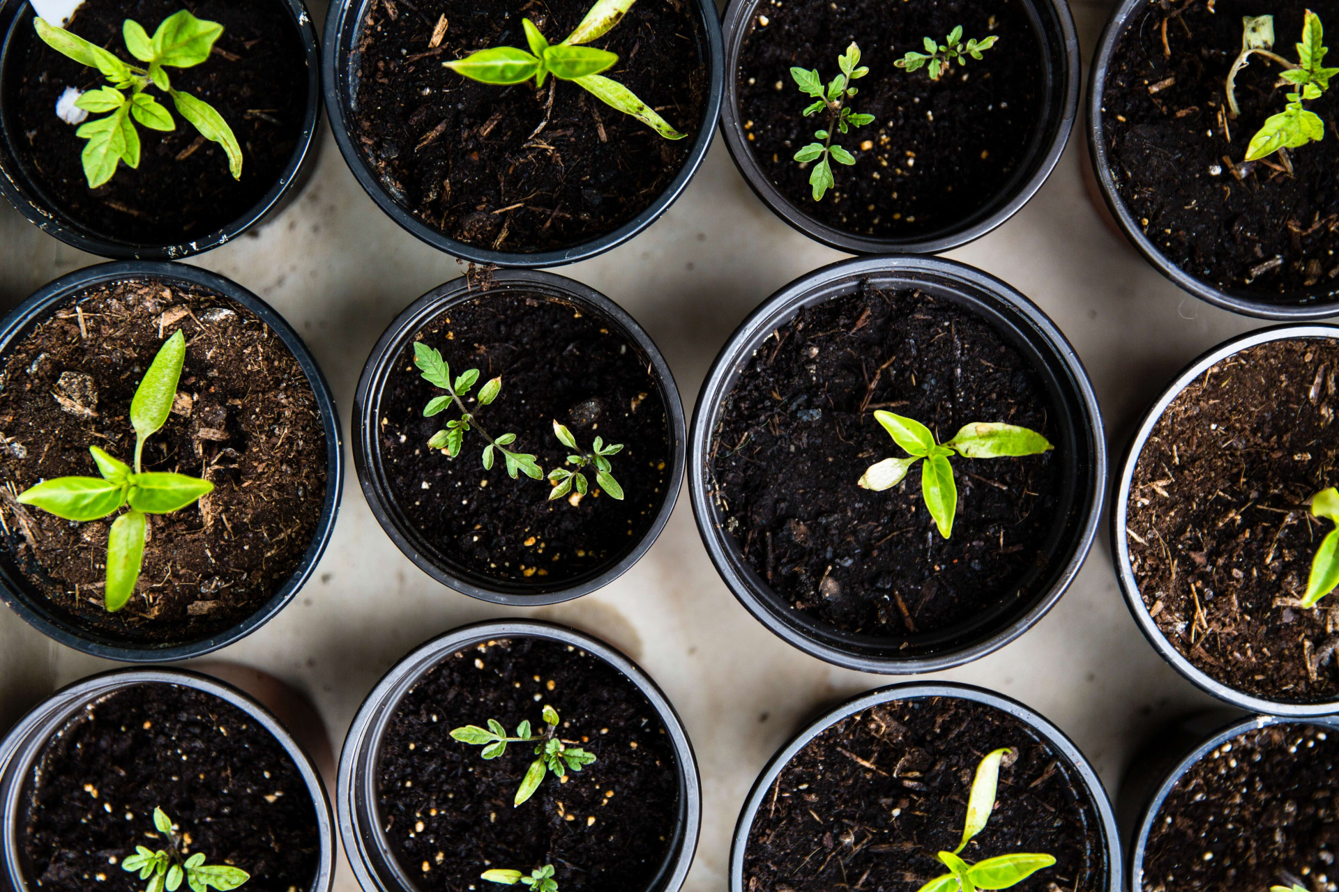 Aromas que inspiram: conheça as plantas de tempero ideais