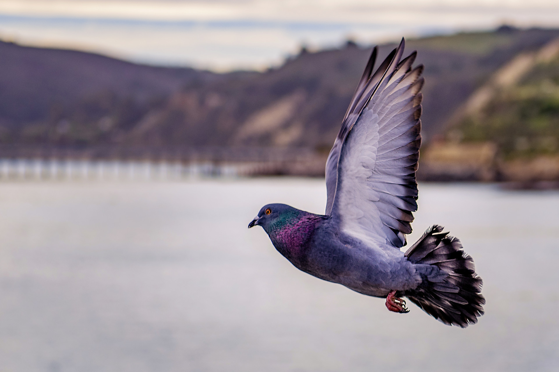 O pombo é um dos 5 animais que trazem felicidade para sua casa