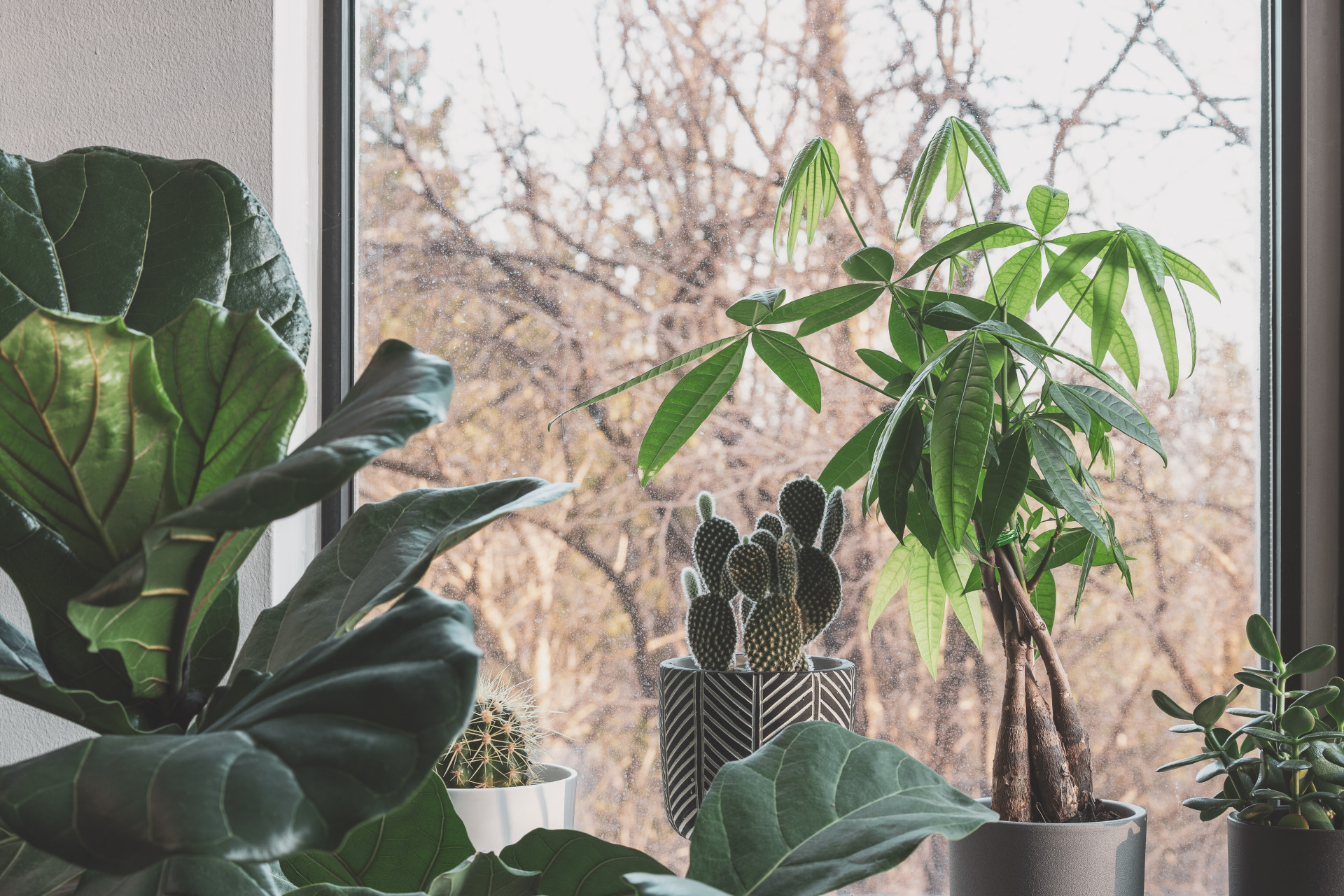 11 plantas que atraem dinheiro: para ter todas em casa