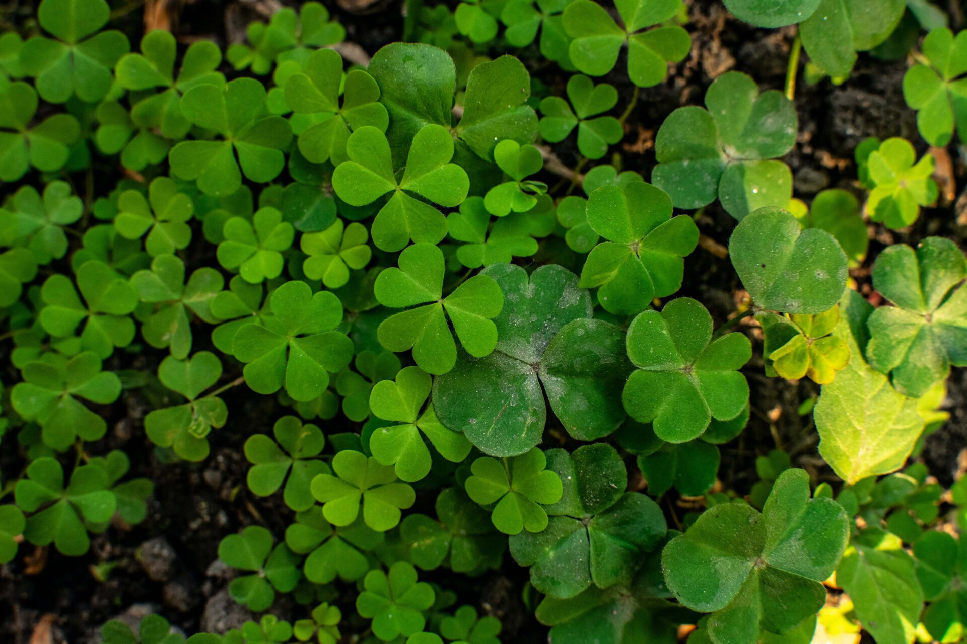 Coloque suas intenções na terra e veja como essas plantas podem ser aliadas poderosas para atrair dinheiro.