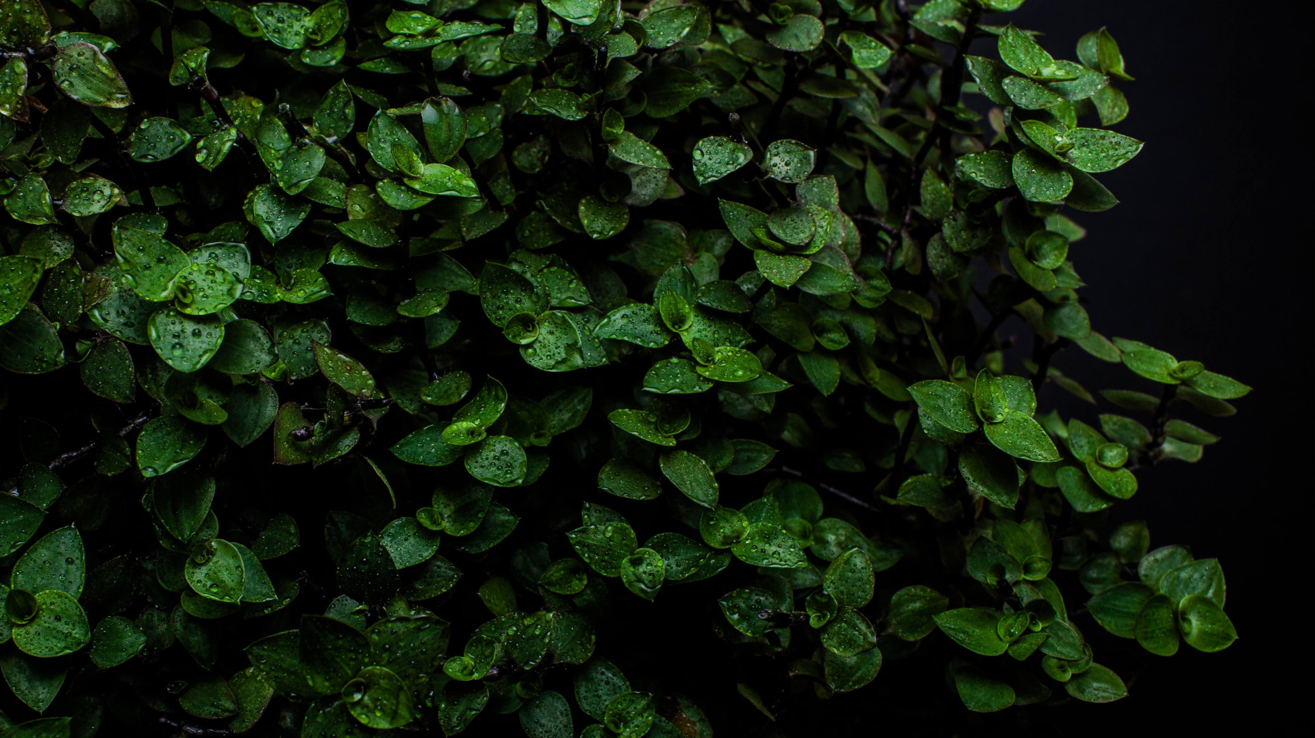 Descubra o segredo das plantas que atraem dinheiro e traga a energia da abundância para sua casa.