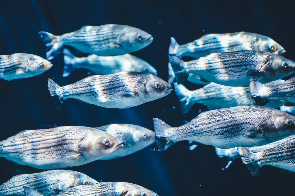 Peixes representam sabedoria, intuição e oportunidades.