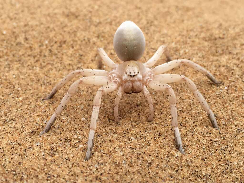 O sonho com aranha pode indicar sensação de controle ou sentimentos de aprisionamento.