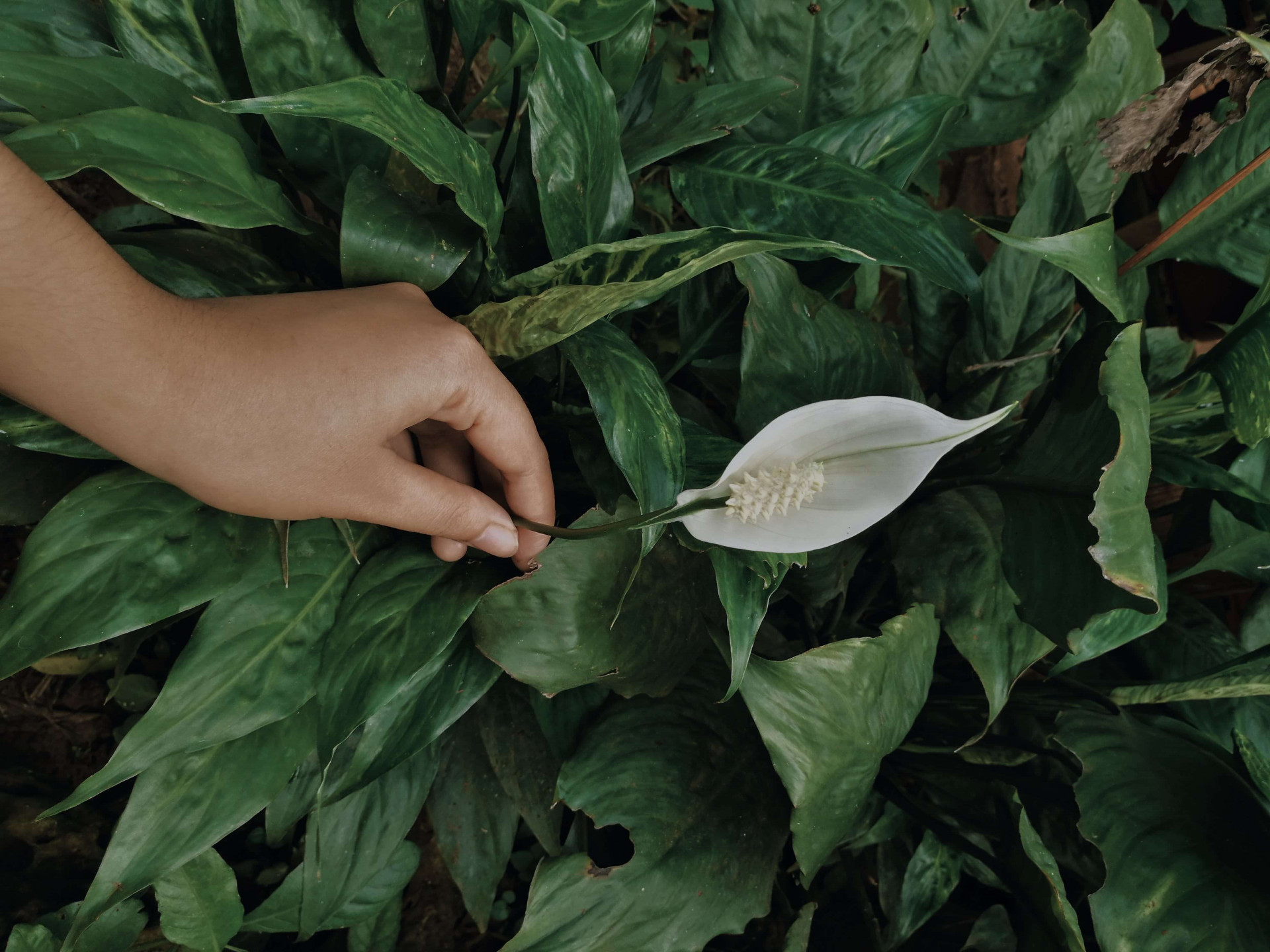 Cultivando a serenidade: Lírios da Paz trazem vibes espirituais para sua casa.