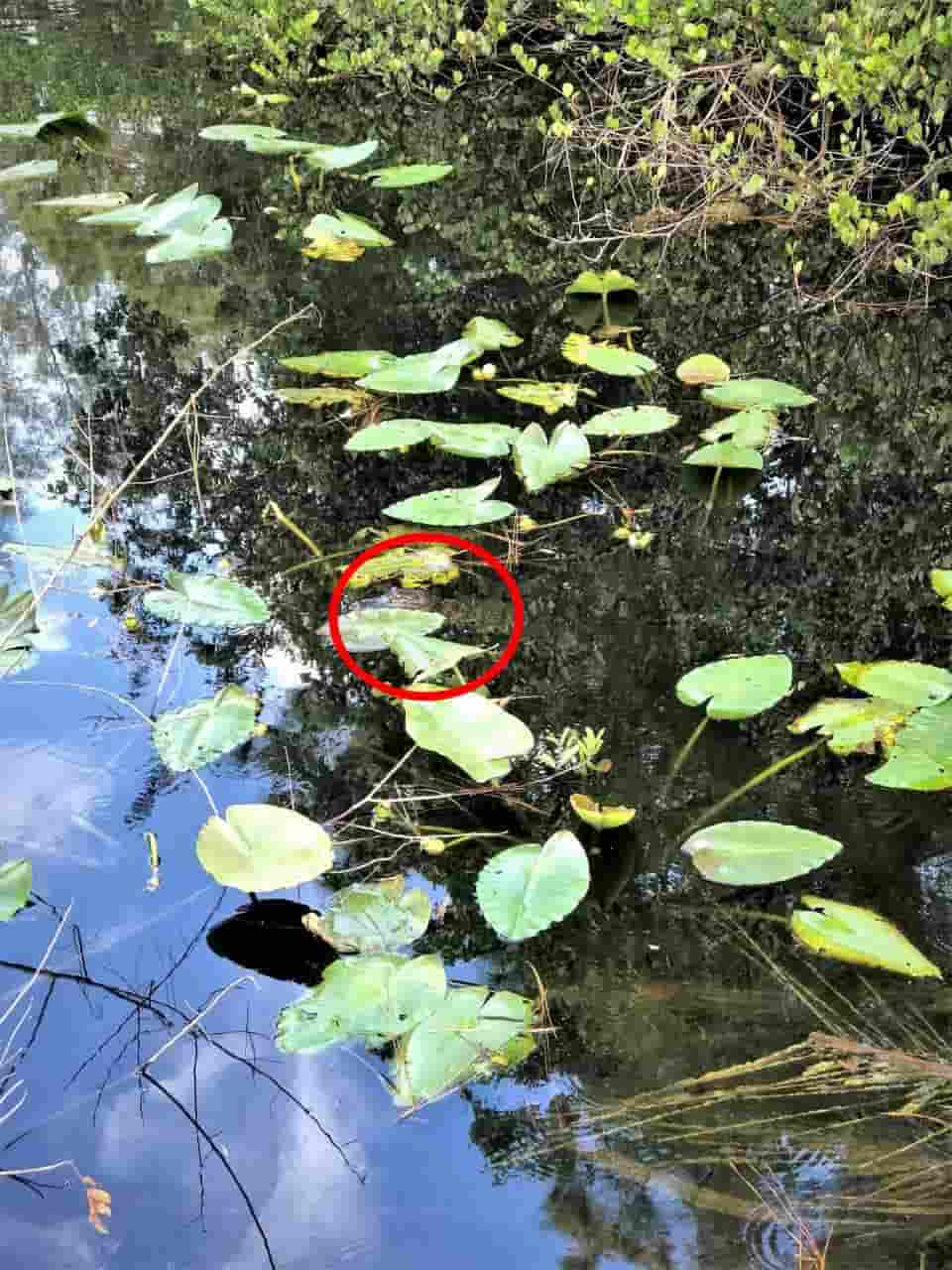 Gabarito do crocodilo da ilusão