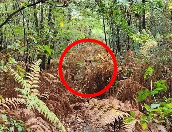 Gabarito desafio com ilusão que esconde cachorro