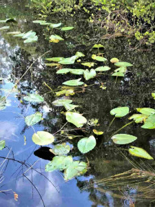 Essa ilusão esconde um crocodilo prestes a ATACAR, encontre-o