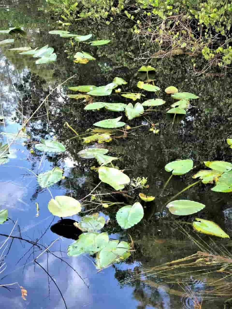 Encontre o crocodilo o mais rapidamente na ilusão!