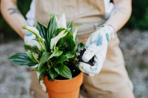 5 motivos espirituais para ter Lírios da Paz em casa