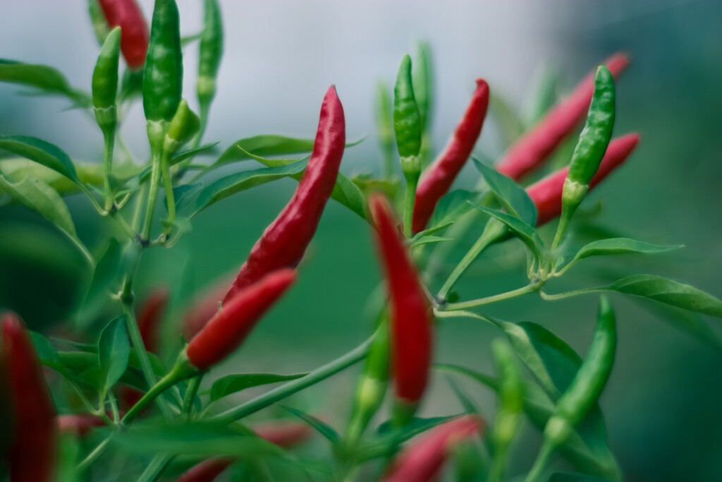 O cultivo de pimentas promove uma conexão íntima com a natureza.