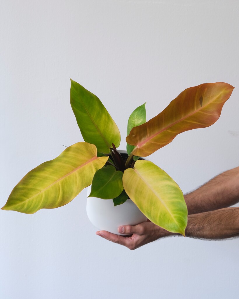 Rituais místicos com a planta pacová