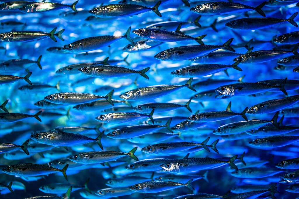 Atrair boas energias com os peixes significa fluir com o ritmo da vida.