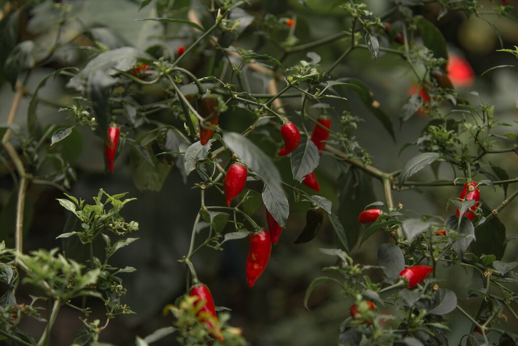 Plantar pimenta é uma terapia que estimula o bem-estar emocional.