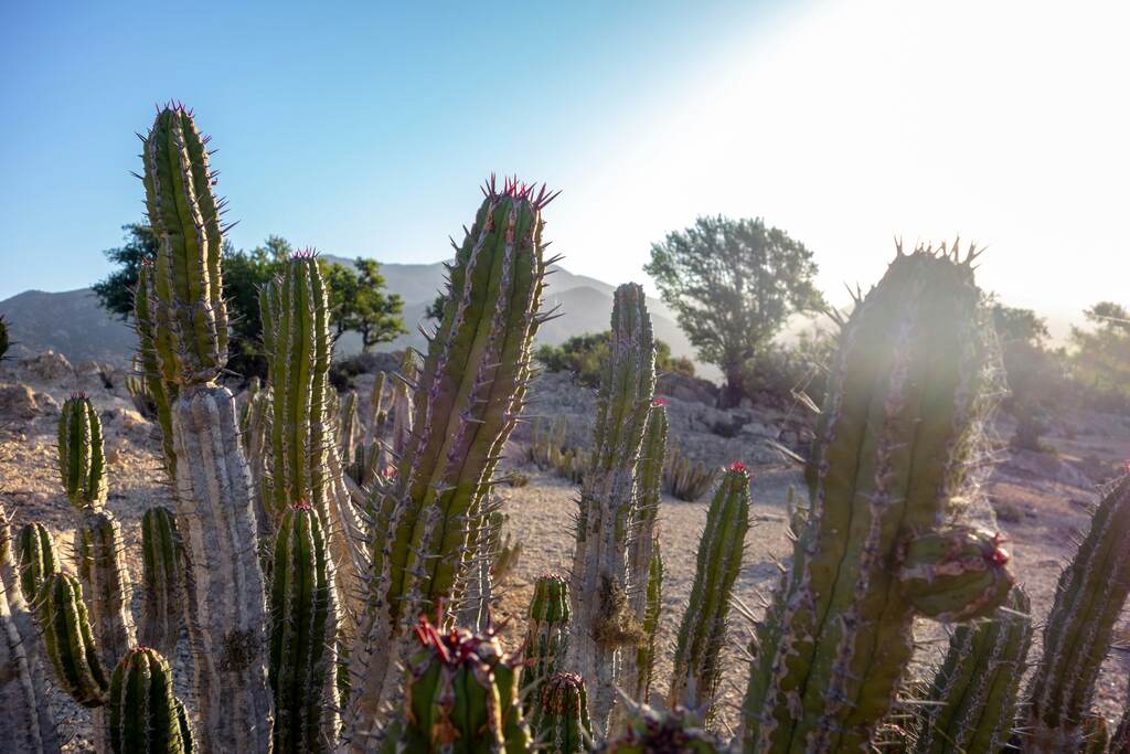 Ter vegetação próxima à janela é uma forma de integrar a natureza ao ambiente doméstico, trazendo benefícios à energia do local.